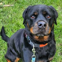 PRALINE, chienne à adopter