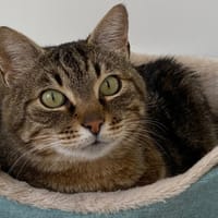 PUGZY, chat à adopter