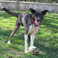 VASCO, chien à adopter
