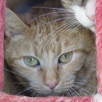 MAÏLIS, chatte à adopter