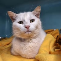 POP CORN, chat à adopter