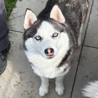 BELLA, chienne à adopter