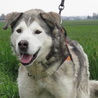 NYUK, chien à adopter