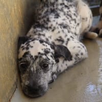 MAA 3628, chienne à adopter