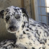 MAA3626, chienne à adopter