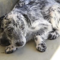 MAA 3625, chienne à adopter