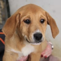 MAA 3583, chien à adopter