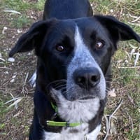 ZARYA, chienne à adopter