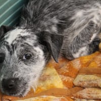 MAA 3627, chienne à adopter