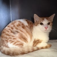 TARZAN, chat à adopter