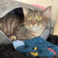 ZOUZOU, chat à adopter