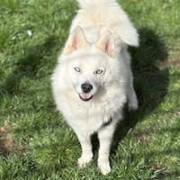 MAYA, chienne à adopter