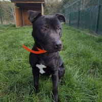 ZUMA, chien à adopter