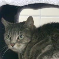 HAVA, chatte à adopter