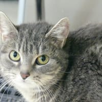 HYPPOLITE, chatte à adopter