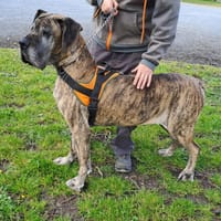 PAOLA, chien à adopter