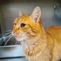 RONAN, chat à adopter