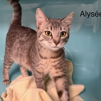 Alysée, chatte à adopter