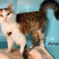 Aimée, chatte à adopter
