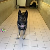 VOLCAN, chien à adopter