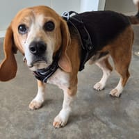 ICAR QCN (Ulysse), chien à adopter