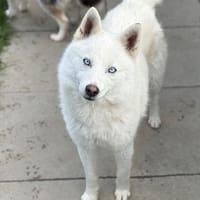 KASAR, chien à adopter