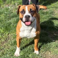 TOUT PETIT, chien à adopter