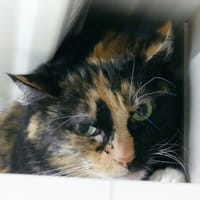 HAVANA, chatte à adopter