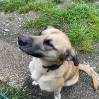 VOX, chien à adopter