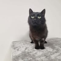 OBAMA, chatte à adopter