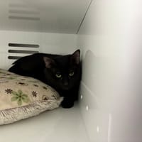 MYSTIC, chat à adopter