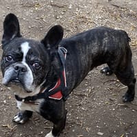 BOUBOU, chien à adopter