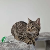ALIGATO, chat à adopter
