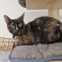 URSULA, chatte à adopter