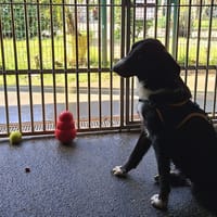 Evian, chien à adopter