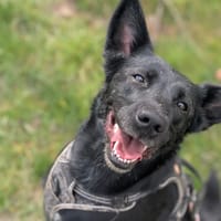 PACAYA VAA, chienne à adopter
