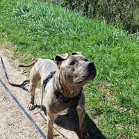 Wilson, chien à adopter