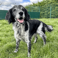 TOBY, chien à adopter