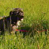 BILLY, chien à adopter