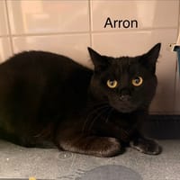 ARRON, chat à adopter
