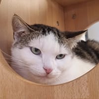 BILLY, chat à adopter