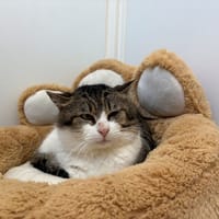 TIGROU, chat à adopter