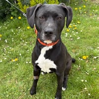 LUCIOLLE PAA24145, chienne à adopter