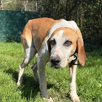 Opale, chienne à adopter