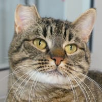 ALASKA, chatte à adopter