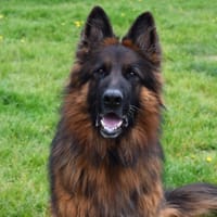 SAM, chien à adopter