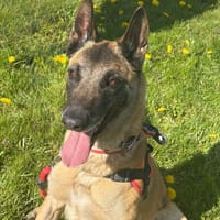 Rita, chienne à adopter