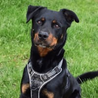 KAZAN, chien à adopter