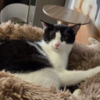 ACHILE, chat à adopter