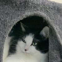 Maui, chat à adopter